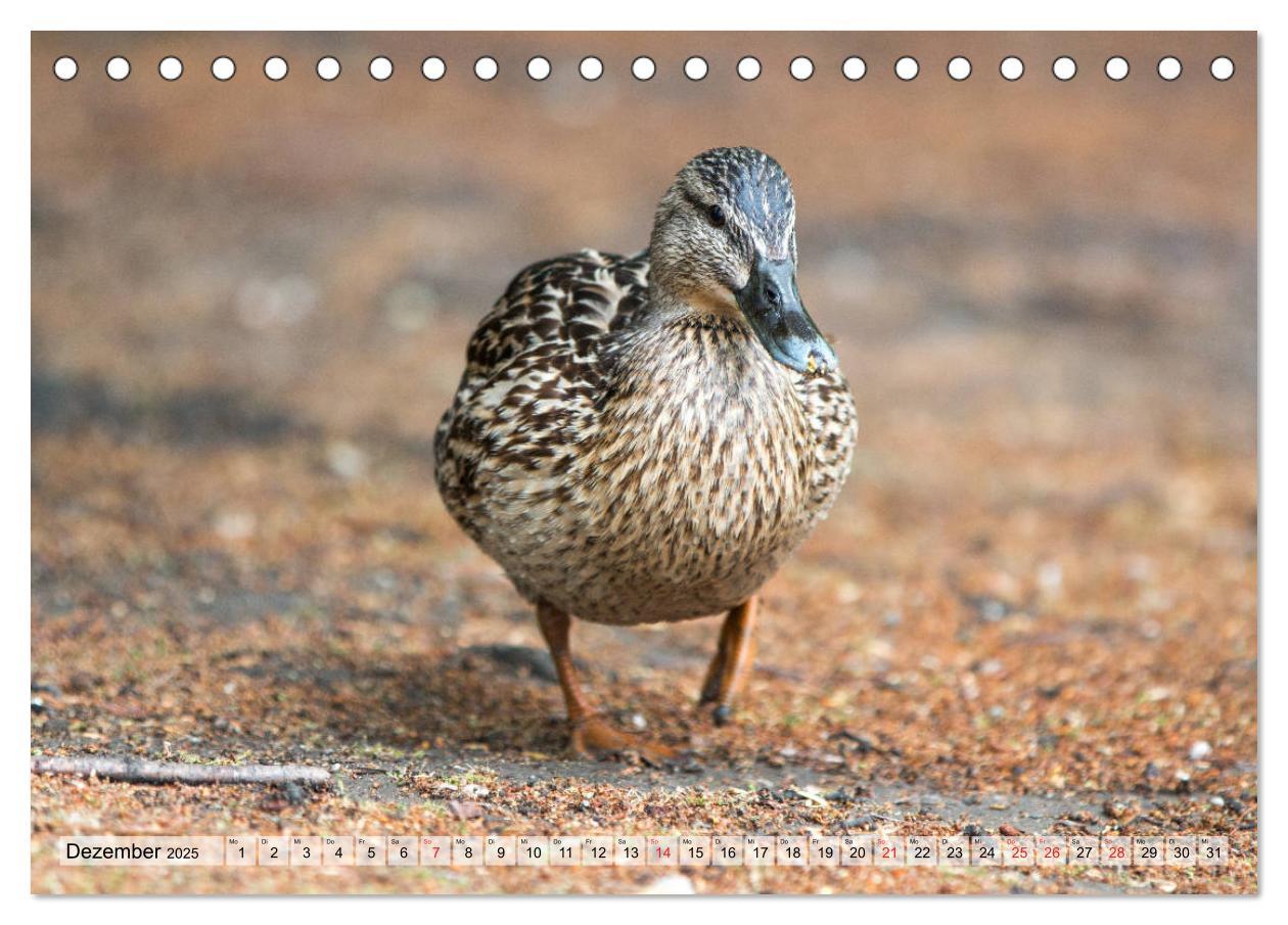 Bild: 9783435115358 | Wunderschöne Stockenten - Europäische Wasservögel (Tischkalender...