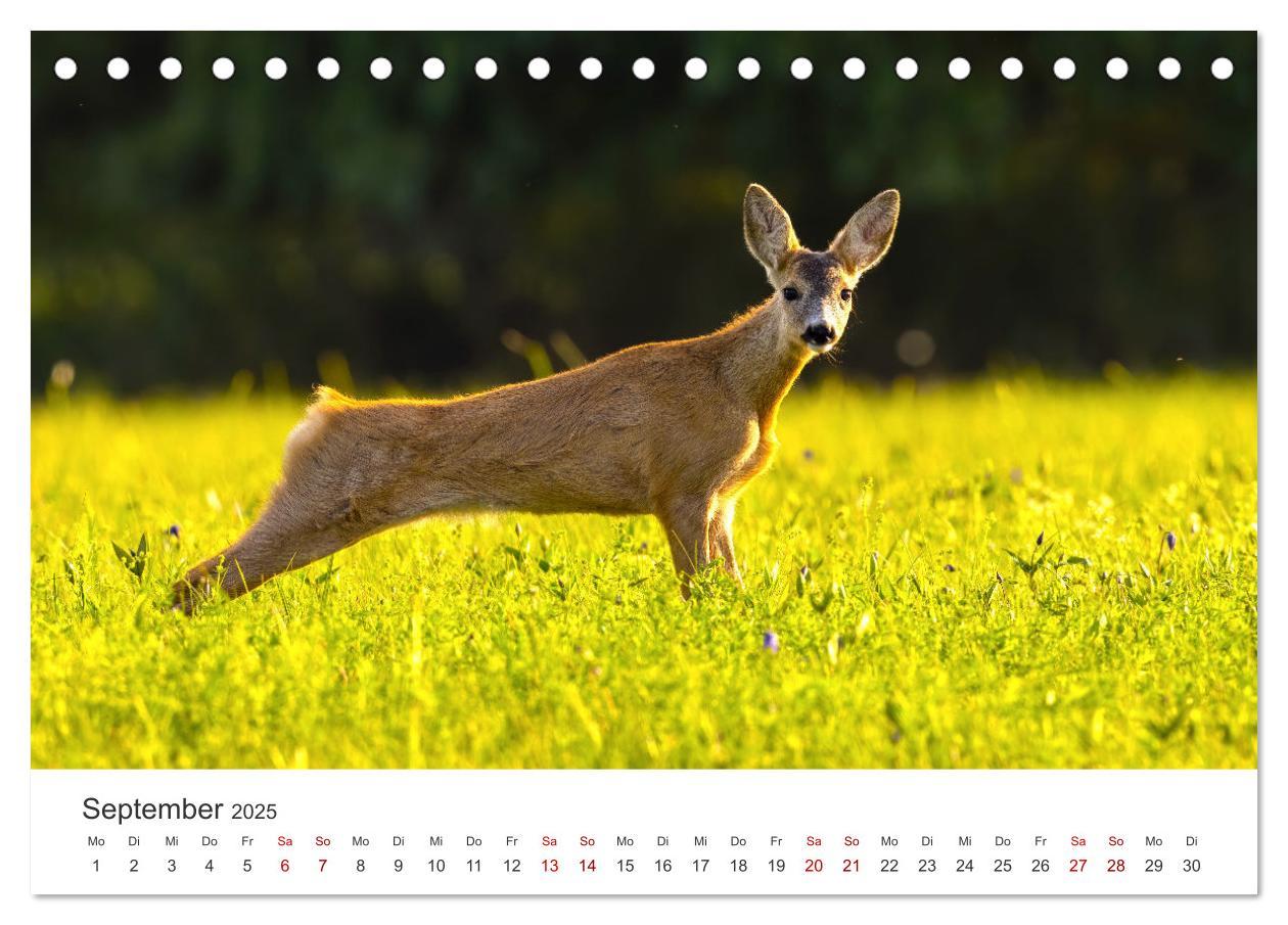 Bild: 9783383887376 | Tierisches Yoga - Eine Tierwelt voller Yogis. (Tischkalender 2025...