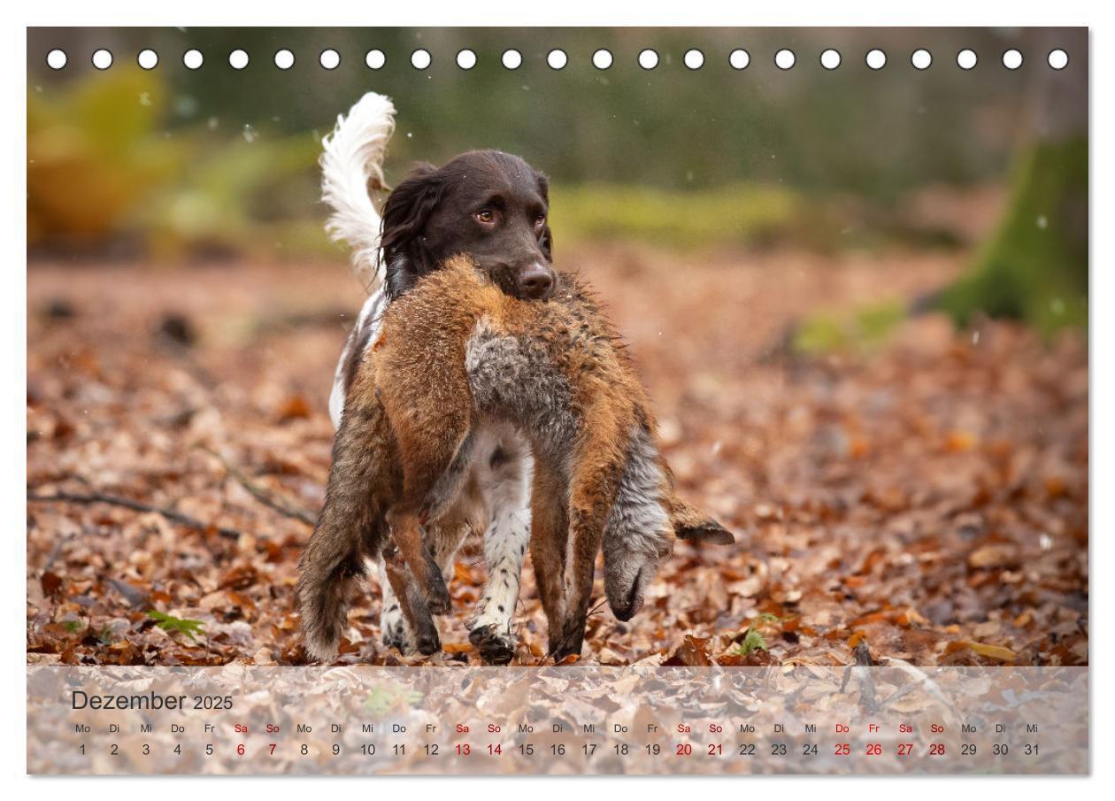 Bild: 9783457155905 | Treue Jagdgefährten Der kleine Münsterländer (Tischkalender 2025...