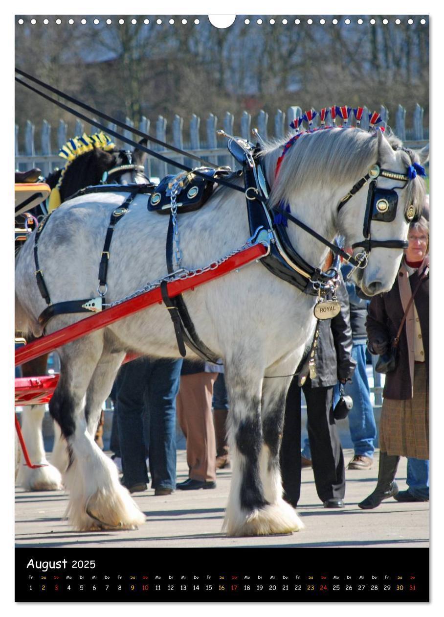 Bild: 9783457069646 | Shire Horse - Geschmückte Riesen (Wandkalender 2025 DIN A3 hoch),...