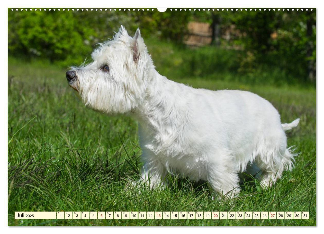 Bild: 9783435462186 | Kobold auf 4 Pfoten - West Highland White Terrier (Wandkalender...