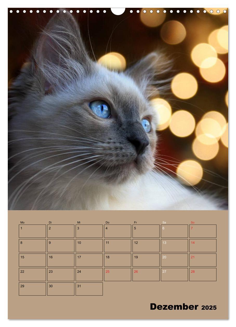 Bild: 9783457012895 | Ragdolls zum Verlieben (Wandkalender 2025 DIN A3 hoch), CALVENDO...