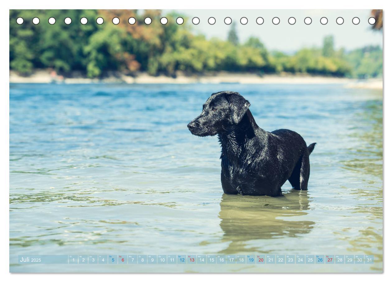 Bild: 9783435313754 | Faszination Labrador - gelb, foxred, schwarz (Tischkalender 2025...