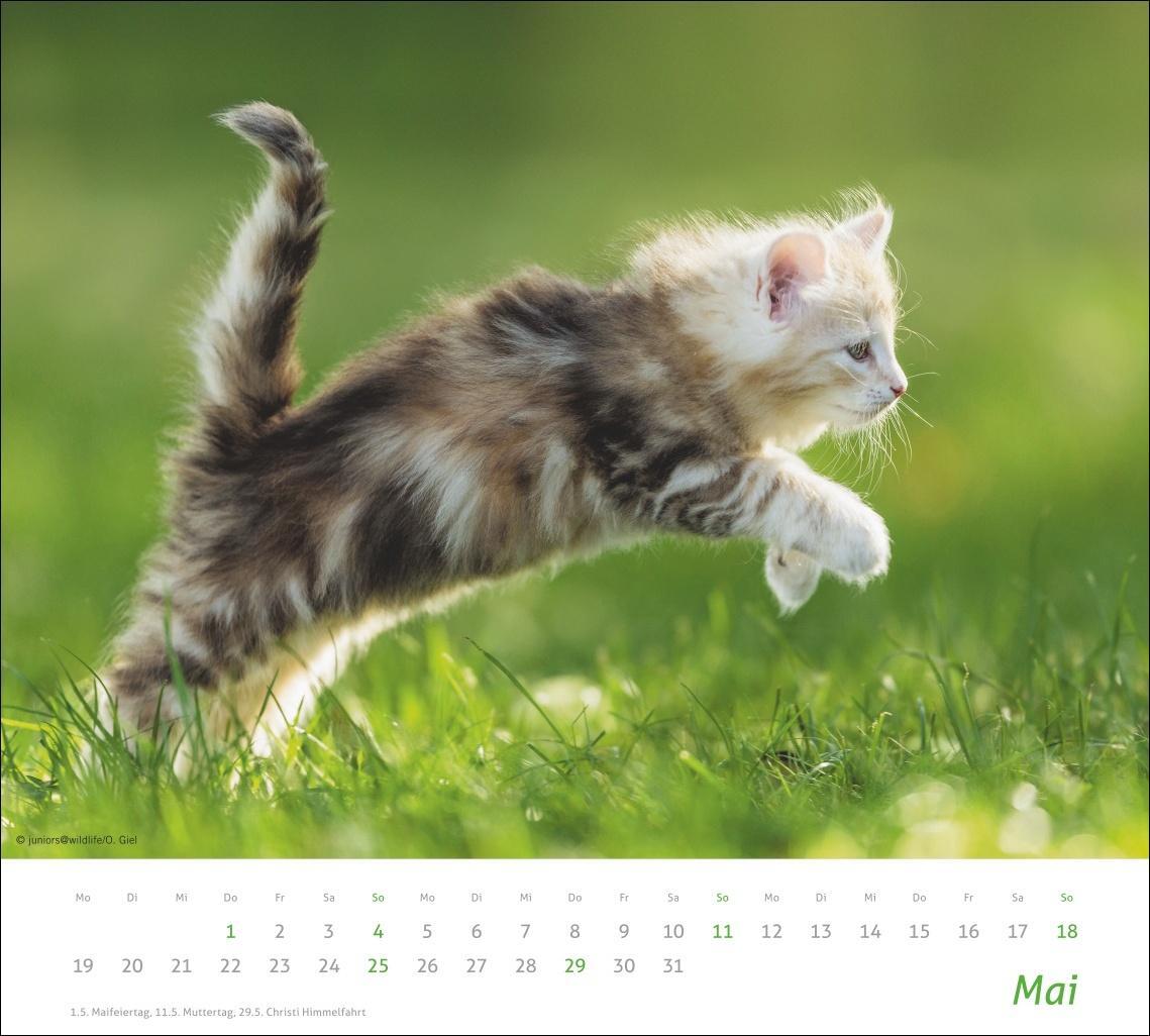 Bild: 9783756406852 | Katzen Bildkalender 2025 | Heye | Kalender | times&amp;more Kalender Heye