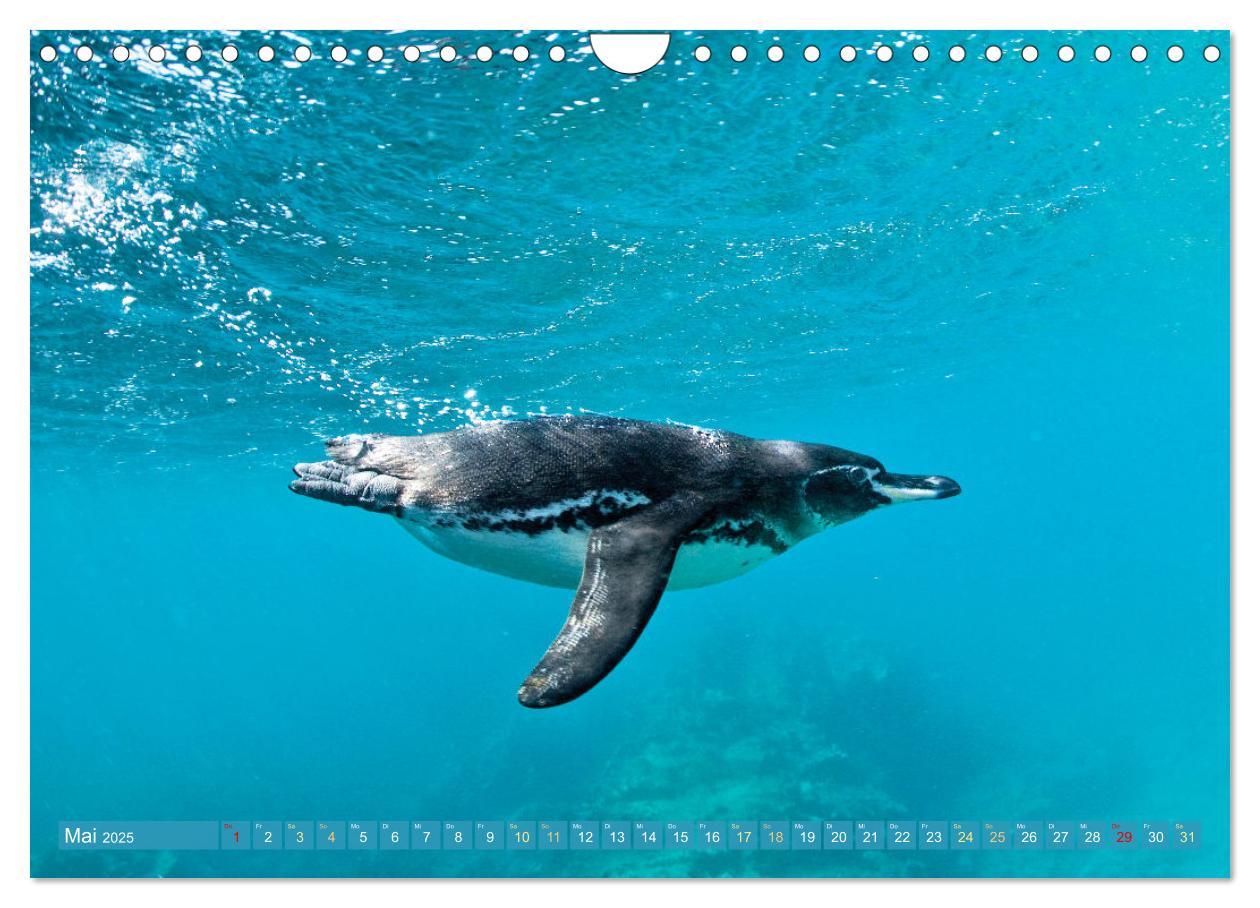 Bild: 9783457197929 | Pinguine: Gehupft wie gesprungen (Wandkalender 2025 DIN A4 quer),...