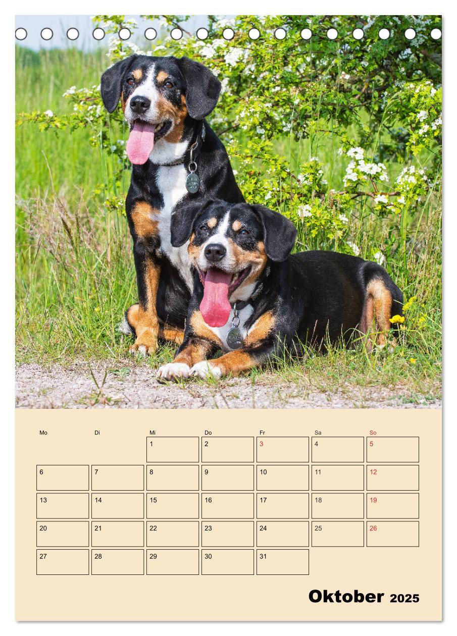 Bild: 9783435944408 | Jahresplaner Entlebucher Sennenhund (Tischkalender 2025 DIN A5...