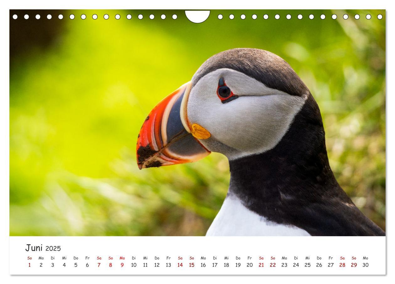 Bild: 9783383938412 | Die Welt der Papageientaucher - Islands Wildvögel (Wandkalender...