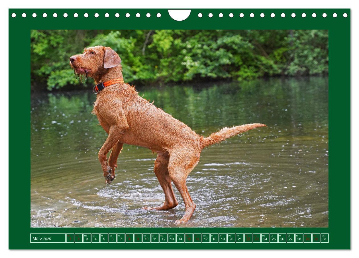 Bild: 9783383962295 | Faszination Magyar Vizsla am See (Wandkalender 2025 DIN A4 quer),...