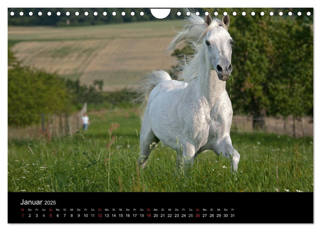 Bild: 9783435833429 | Pferdekalender (Wandkalender 2025 DIN A4 quer), CALVENDO...