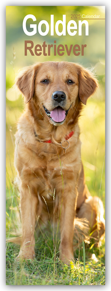 Cover: 9781804605080 | Golden Retrievers - Golden Retriever 2025 | Avonside Publishing Ltd