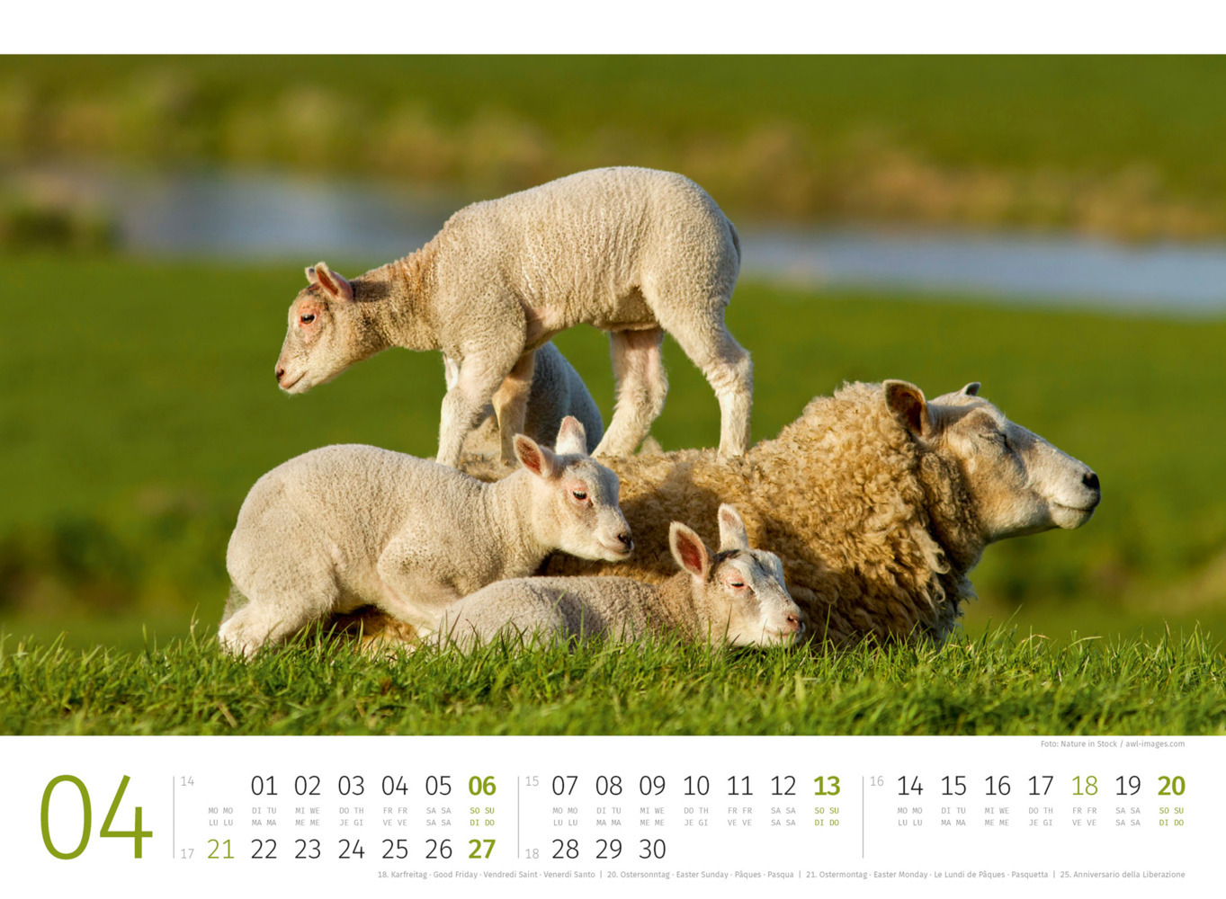 Bild: 9783838425887 | Schafe Kalender 2025 | Ackermann Kunstverlag | Kalender | 14 S. | 2025