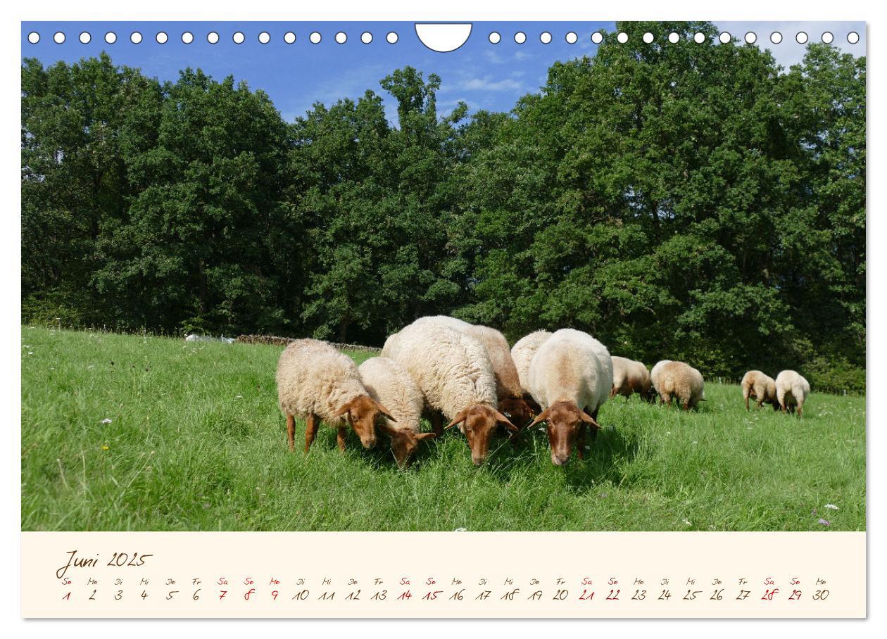 Bild: 9783435173259 | Coburger Fuchsschaf (Wandkalender 2025 DIN A4 quer), CALVENDO...