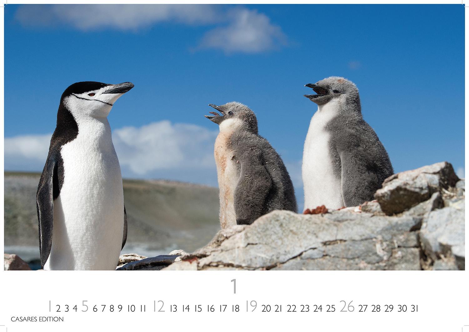 Bild: 9781835241219 | Pinguine 2025 S 24x35cm | Kalender | 14 S. | Deutsch | 2025