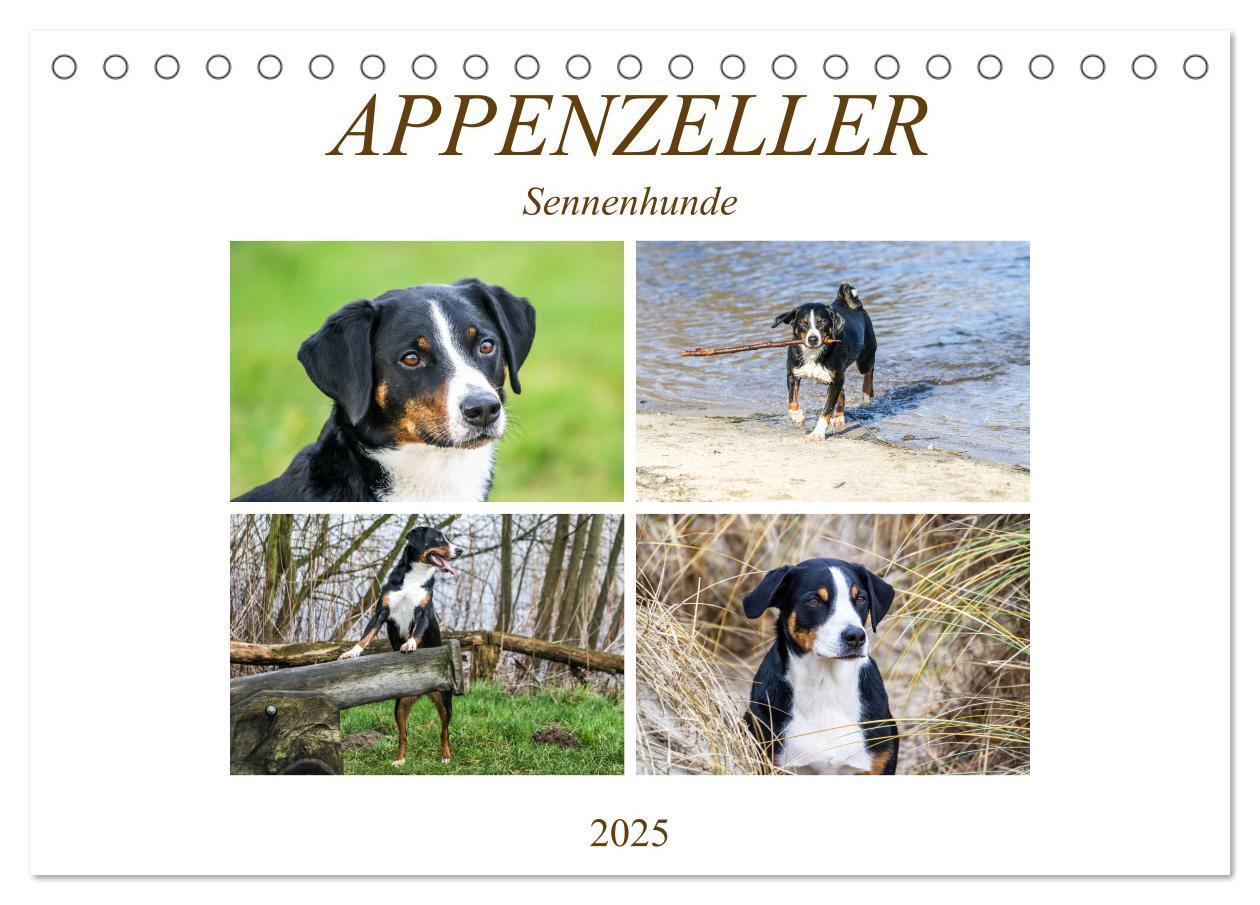 Cover: 9783435331550 | Appenzeller Sennenhunde (Tischkalender 2025 DIN A5 quer), CALVENDO...