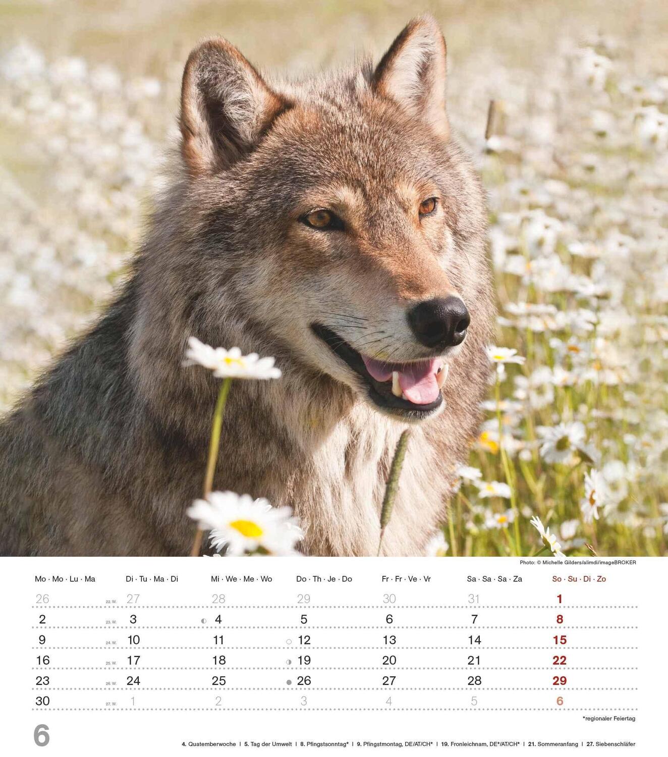 Bild: 4251732342166 | Mythos Wolf 2025 - Foto-Kalender - Wand-Kalender - 30x34 | Wild Wolves