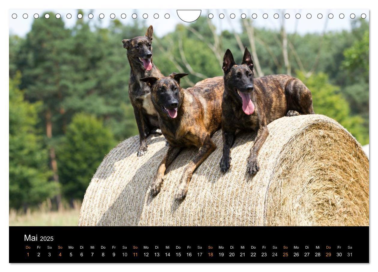 Bild: 9783435687756 | Holländischer Schäferhund (Wandkalender 2025 DIN A4 quer), CALVENDO...