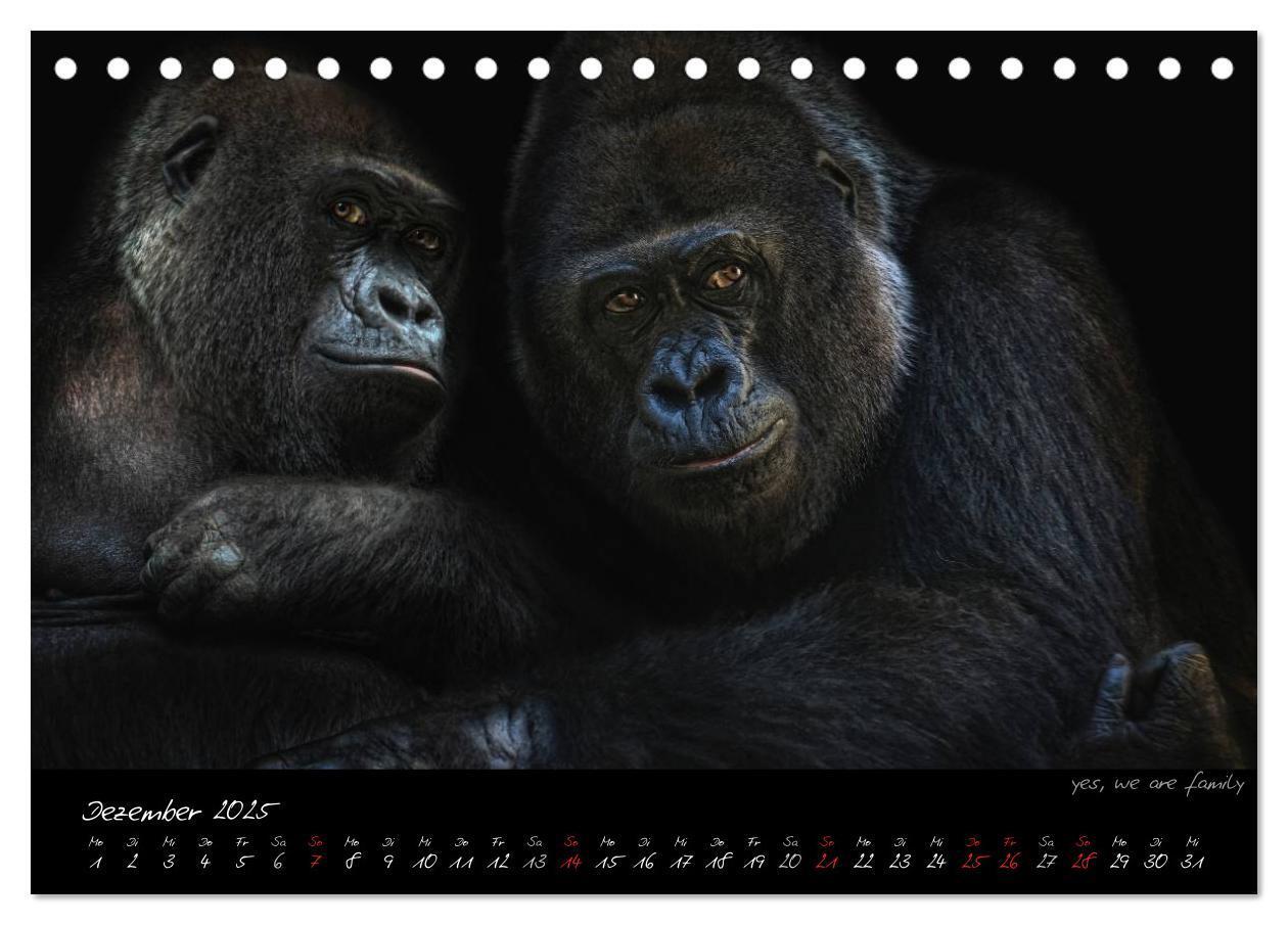 Bild: 9783435726028 | Gorilla (Tischkalender 2025 DIN A5 quer), CALVENDO Monatskalender