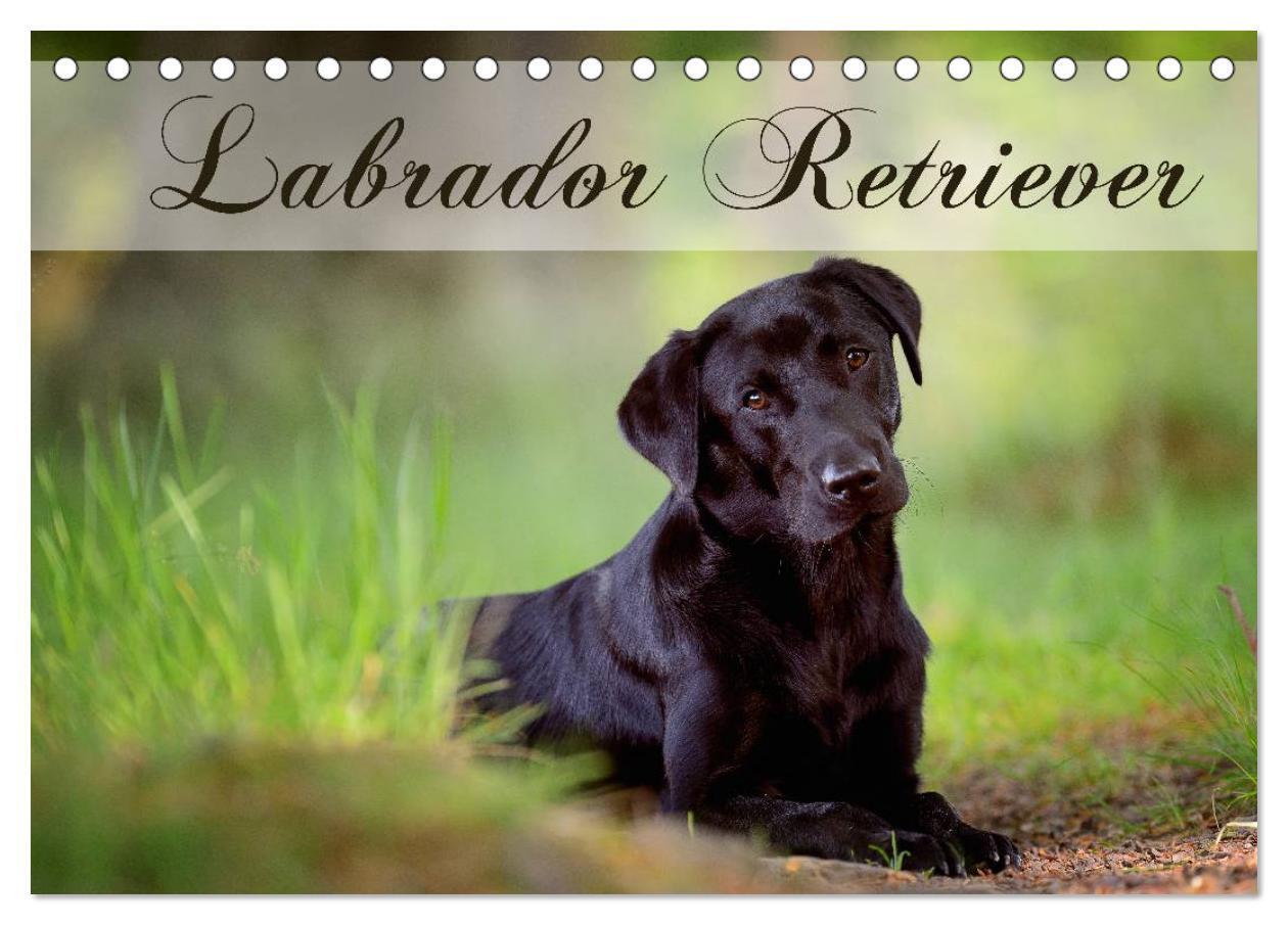 Cover: 9783435723805 | Labrador Retriever (Tischkalender 2025 DIN A5 quer), CALVENDO...