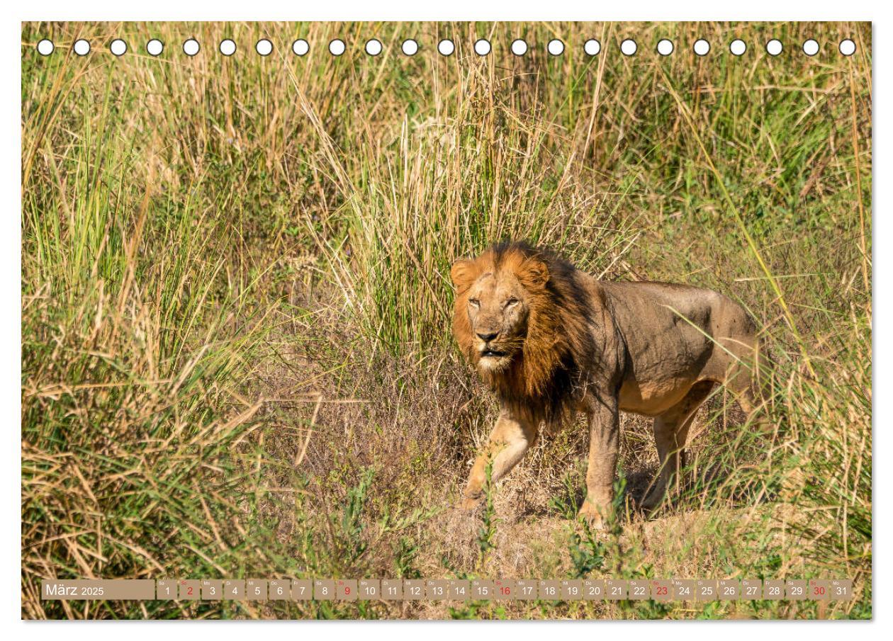 Bild: 9783435312283 | Wildlife Sambia (Tischkalender 2025 DIN A5 quer), CALVENDO...