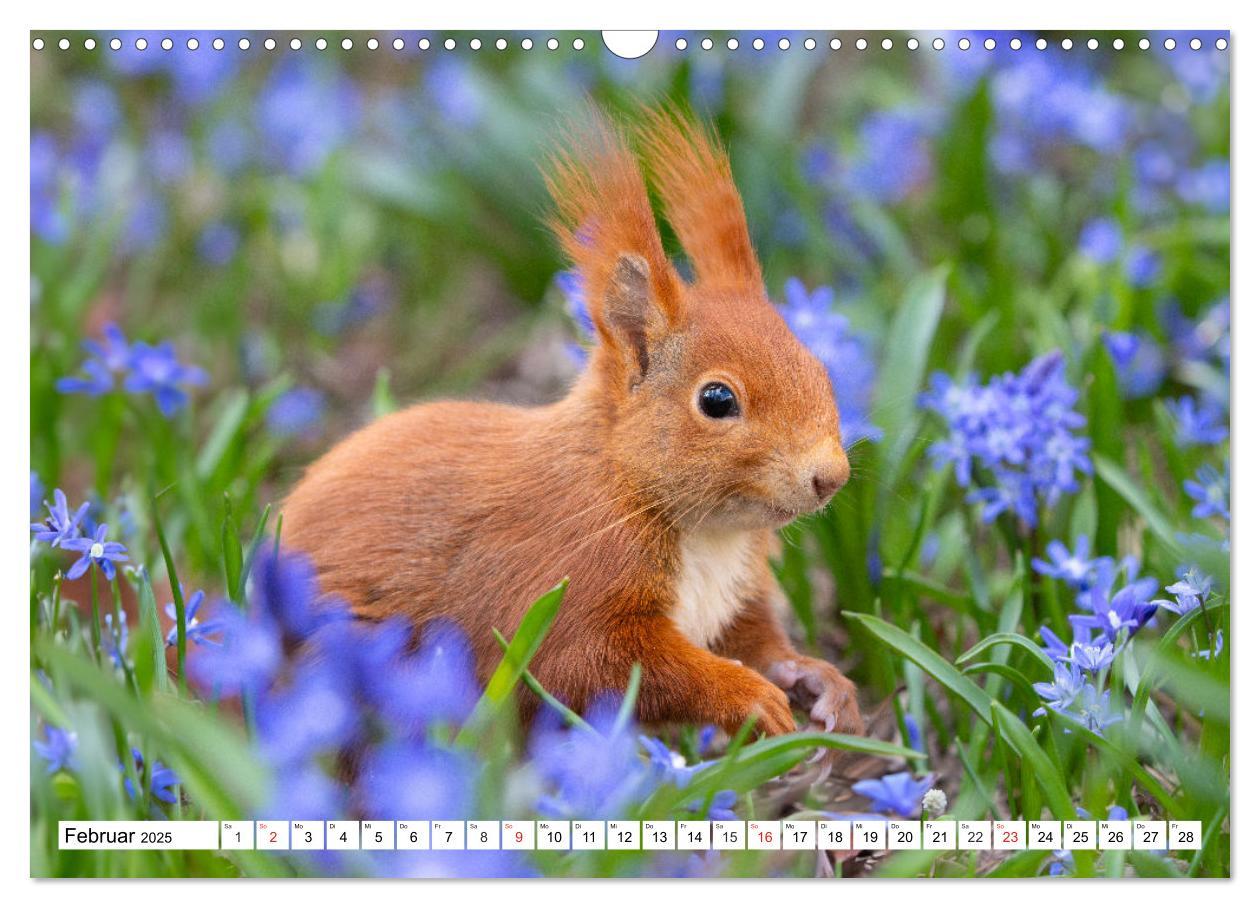 Bild: 9783435669912 | Eichhörnchen im Königlichen Garten (Wandkalender 2025 DIN A3 quer),...