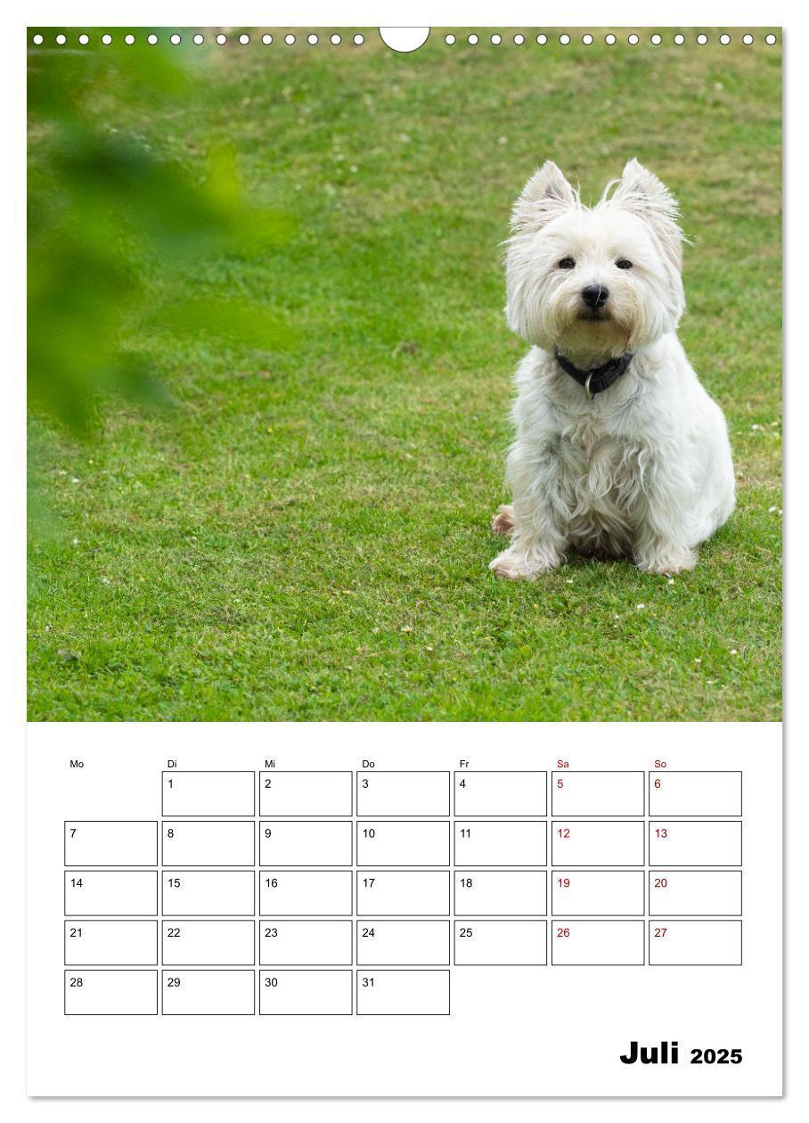 Bild: 9783435887842 | West Highland White Terrier - Herzensbrecher auf vier Pfoten...