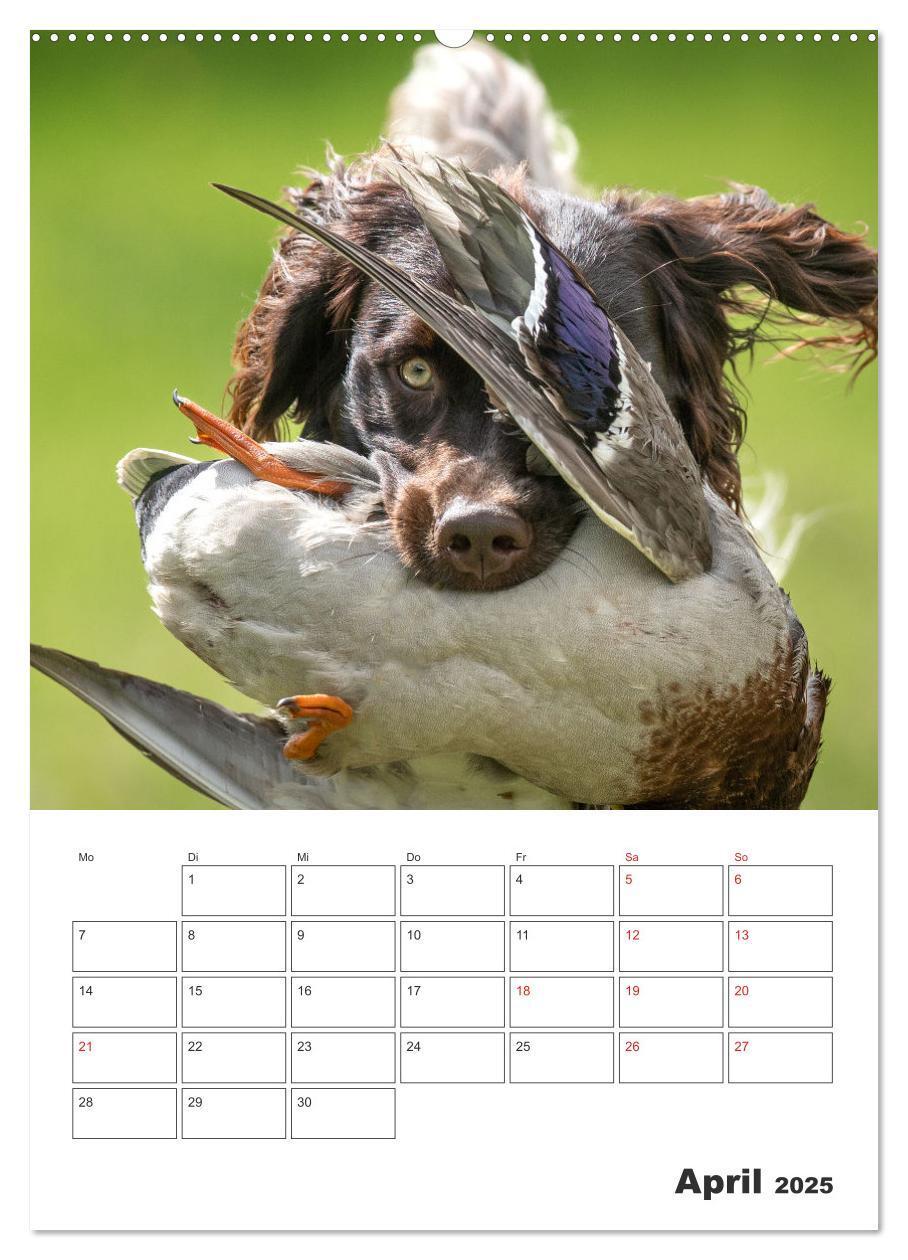 Bild: 9783457163405 | Geboren um zu Jagen. Der kleine Münsterländer (Wandkalender 2025...