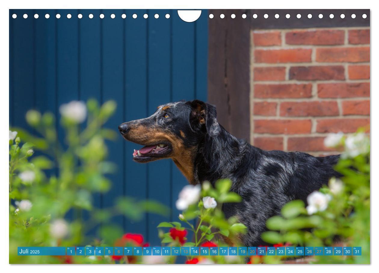 Bild: 9783457197196 | Der Beauceron (Wandkalender 2025 DIN A4 quer), CALVENDO Monatskalender