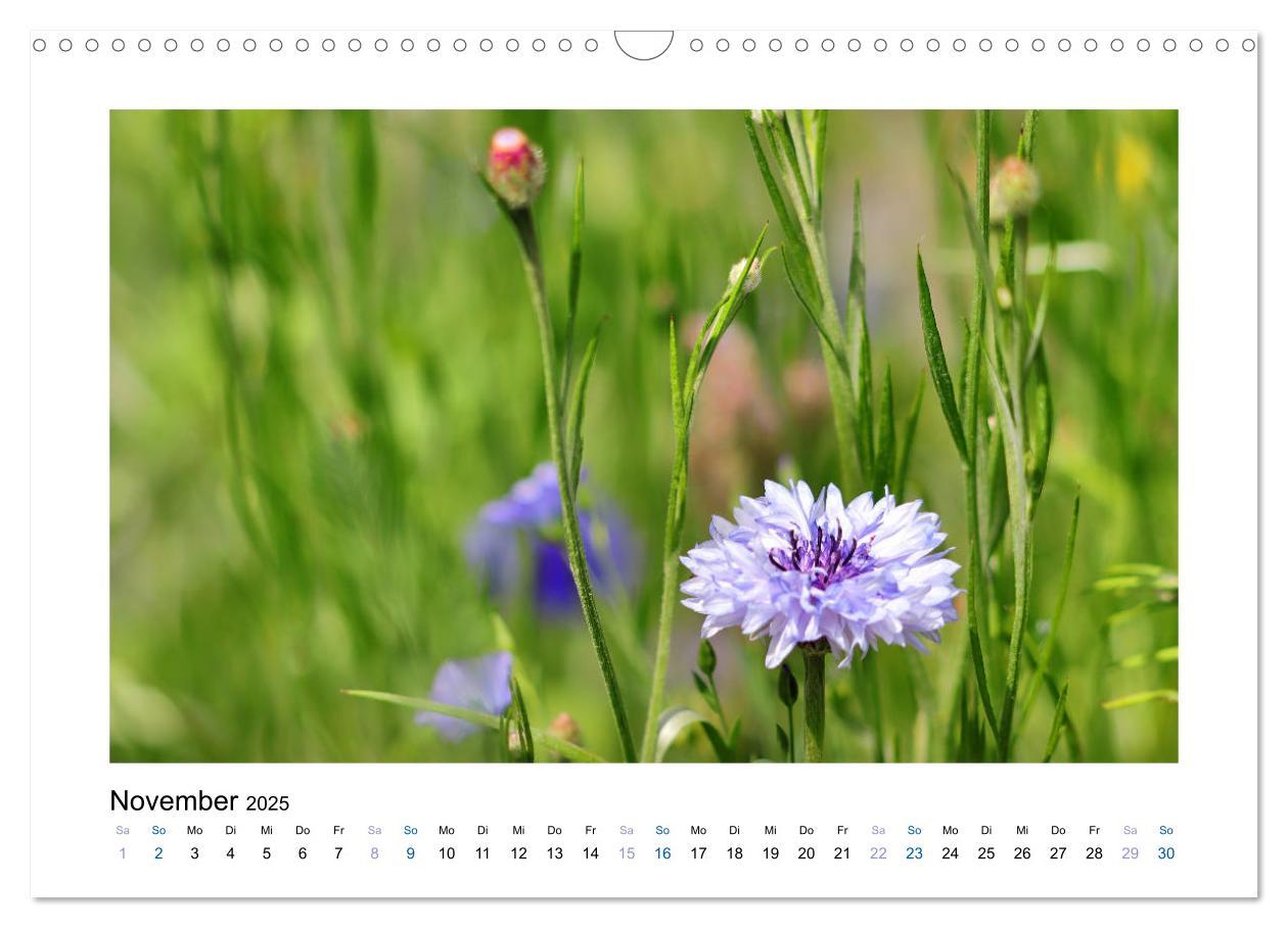 Bild: 9783435398225 | Kornblumen - Blaue Schönheiten (Wandkalender 2025 DIN A3 quer),...