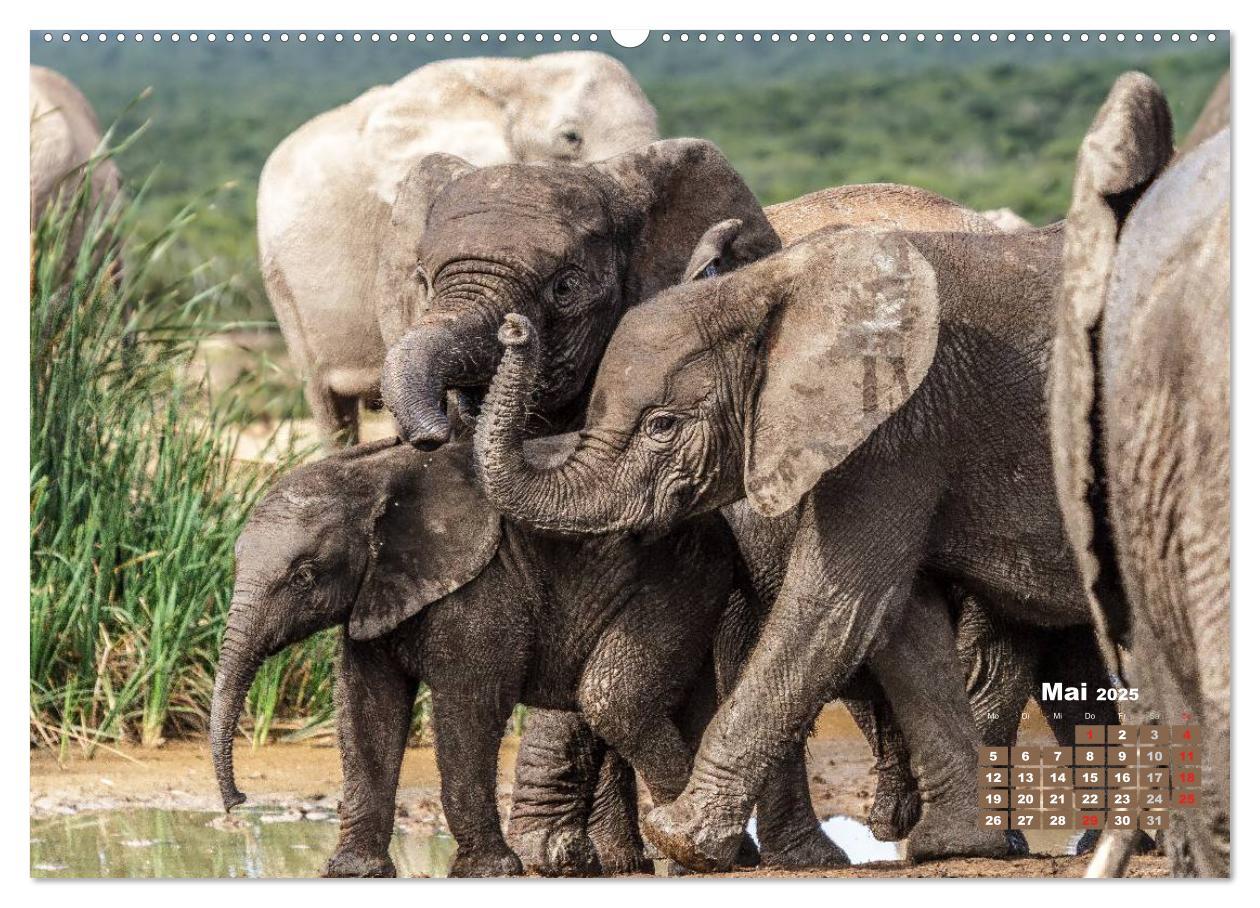 Bild: 9783435716258 | Afrikas Tierwelt: Elefantenbabys (Wandkalender 2025 DIN A2 quer),...