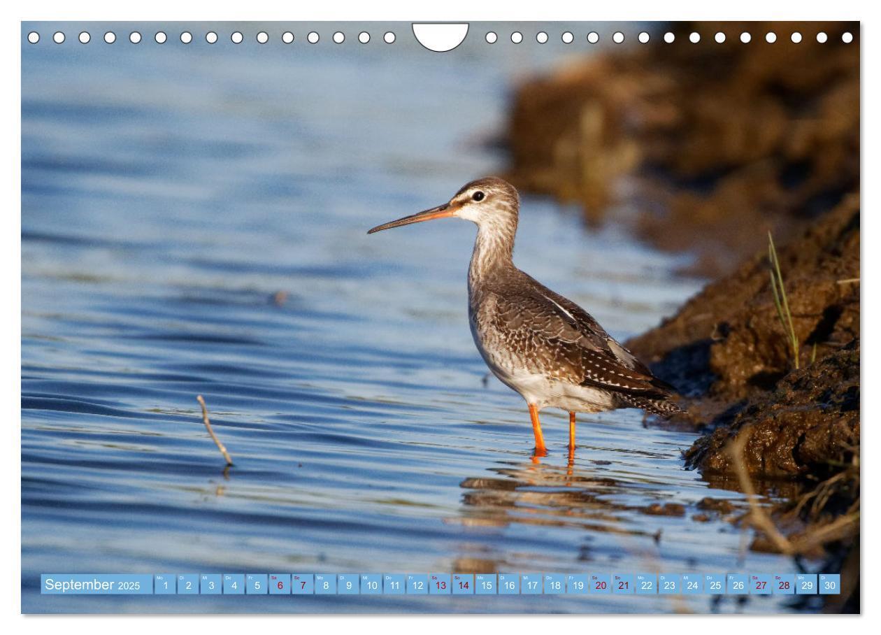 Bild: 9783435030033 | An der Nordseeküste - Wasser- und Küstenvögel fotografiert von...