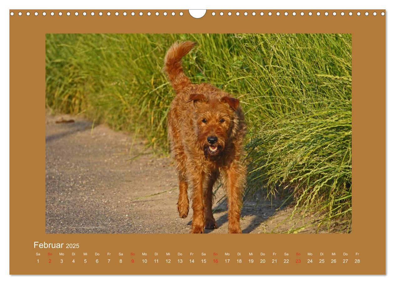 Bild: 9783435286614 | Kelly, der Irish Terrier - innen und außen aus Gold (Wandkalender...