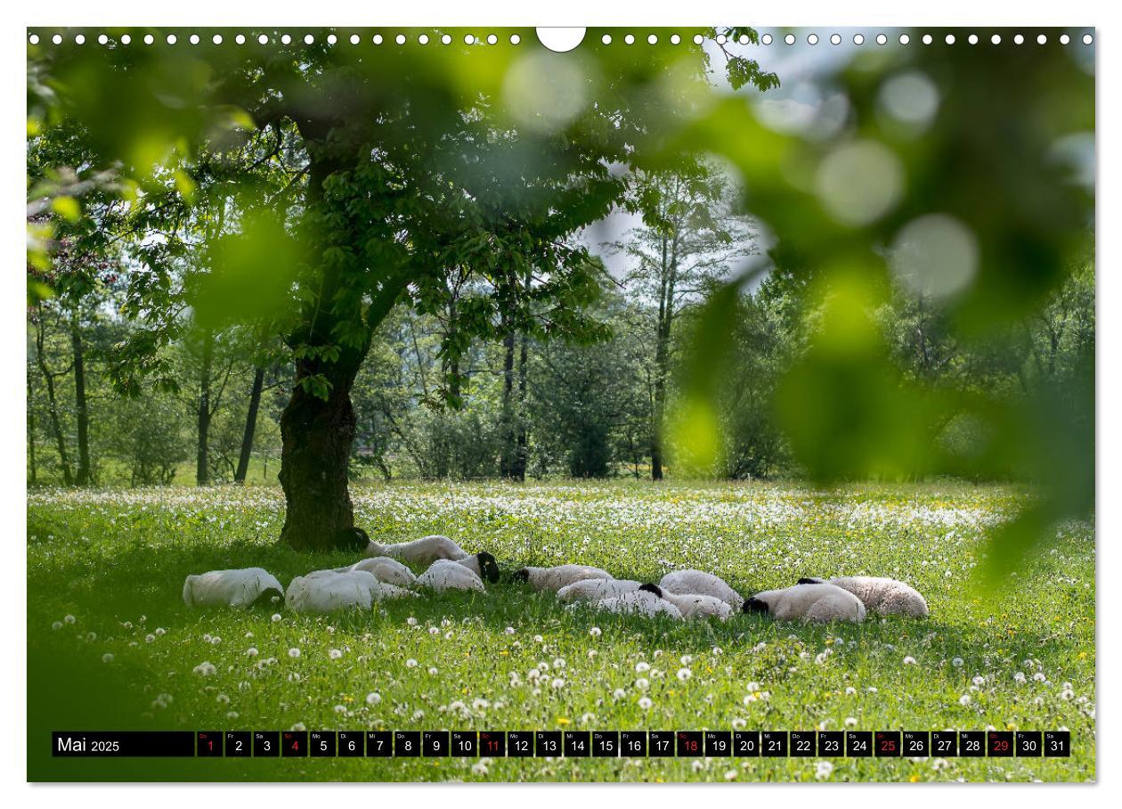 Bild: 9783435121595 | Rhönschafe - Symphatieträger des Biosphärenreservats Rhön...