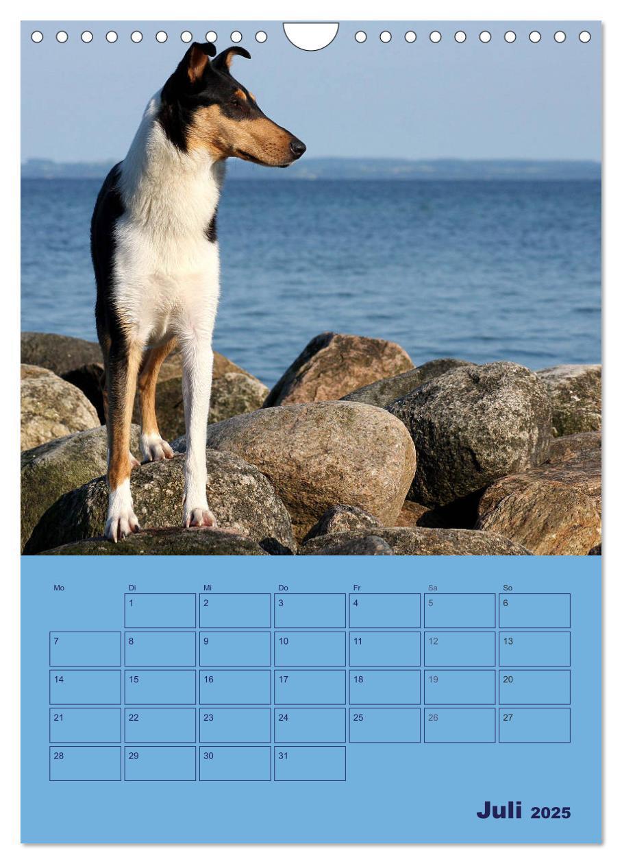 Bild: 9783457052280 | Kurzhaarcollies (Wandkalender 2025 DIN A4 hoch), CALVENDO...