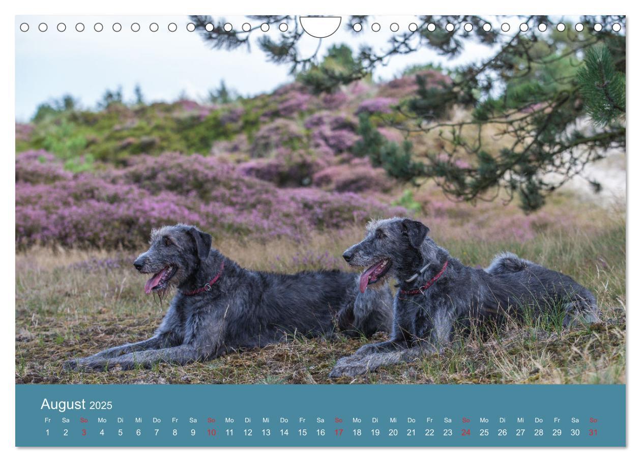 Bild: 9783435425501 | Irische Wolfshunde (Wandkalender 2025 DIN A4 quer), CALVENDO...