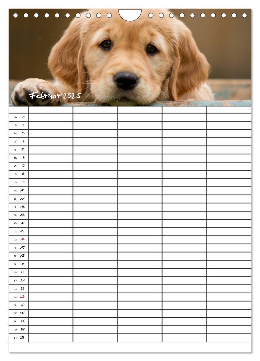 Bild: 9783457088562 | Familienplaner: Golden Retriever Welpen (Wandkalender 2025 DIN A4...