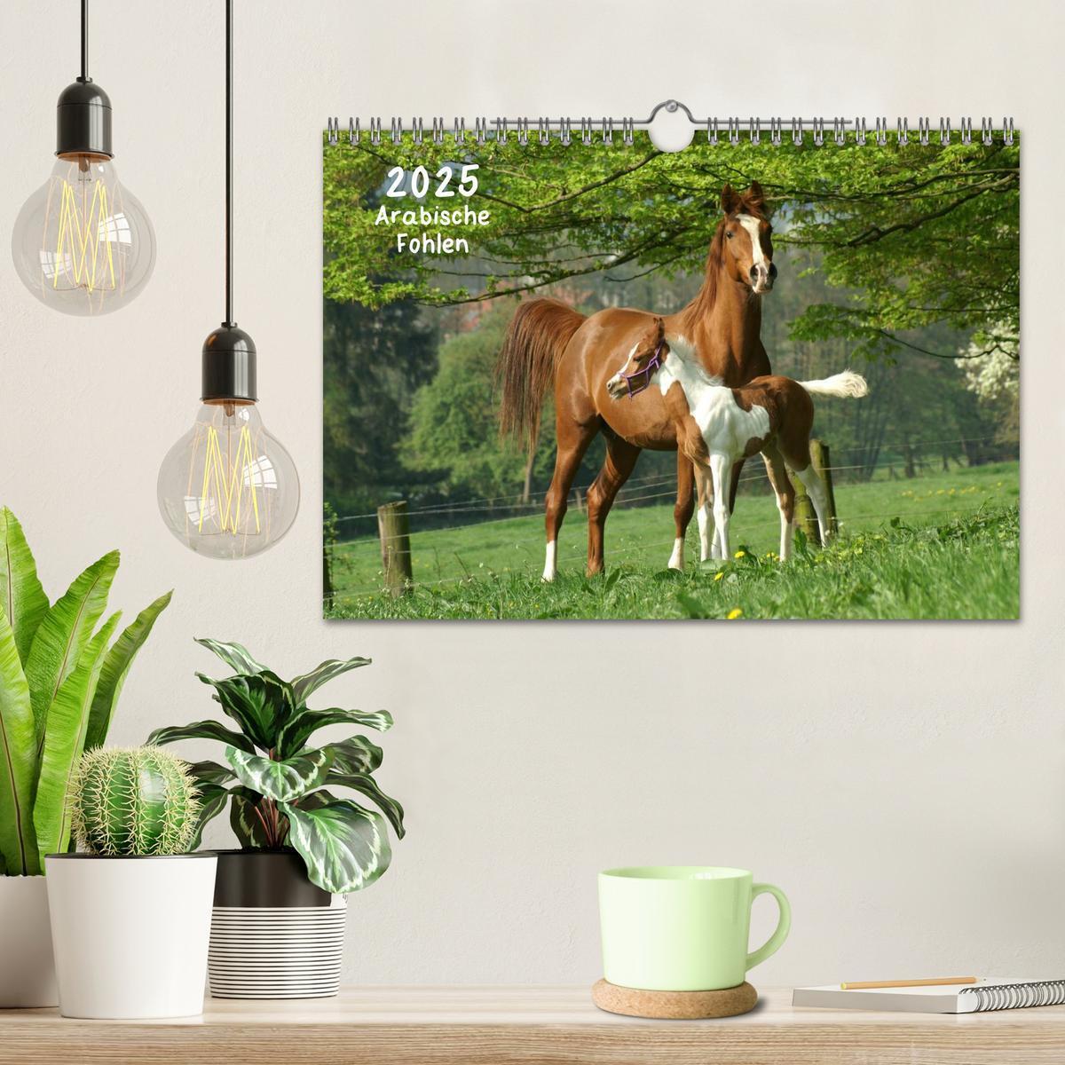 Bild: 9783435804535 | Arabische Fohlen 2025 (Wandkalender 2025 DIN A4 quer), CALVENDO...