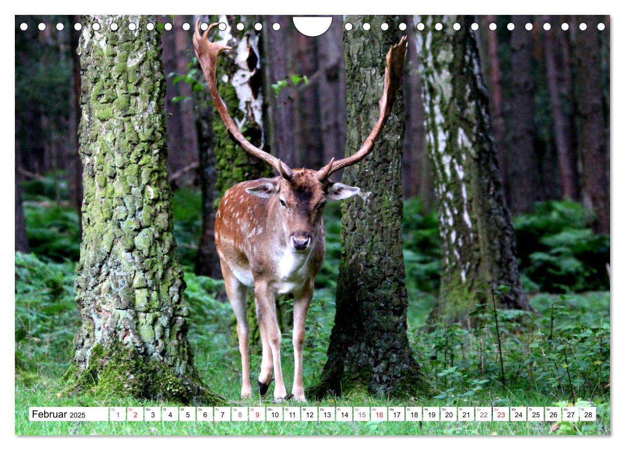 Bild: 9783435532872 | Der Damhirsch - Der Schaufelträger des Waldes (Wandkalender 2025...