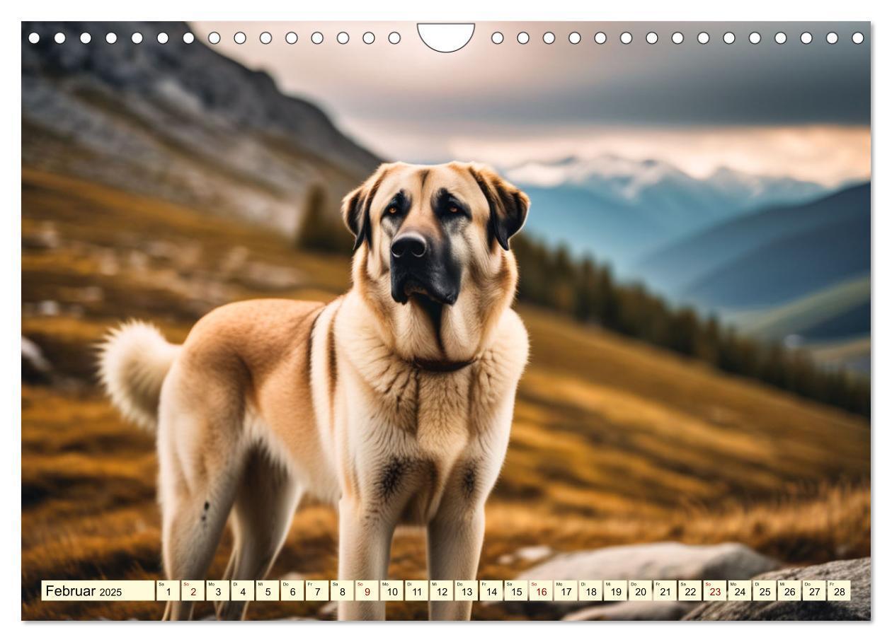 Bild: 9783457130636 | Kangal - der starke Herdenschutzhund (Wandkalender 2025 DIN A4...