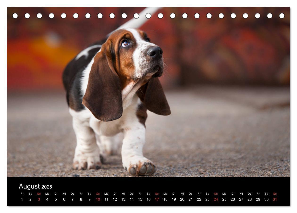 Bild: 9783457183113 | Der Basset, eine LANGE und besondere Liebe (Tischkalender 2025 DIN...