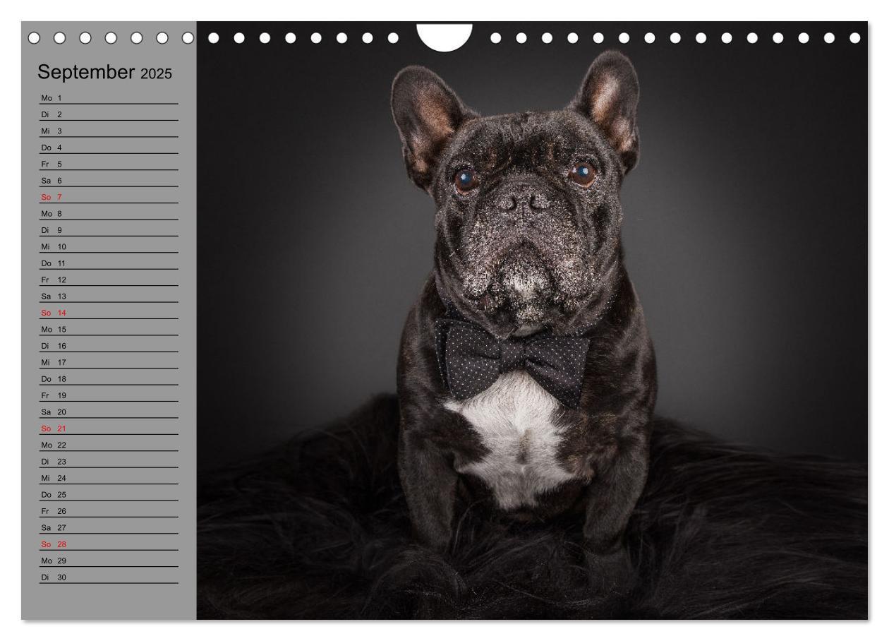 Bild: 9783435031191 | Bullymania - Französische Bulldoggen (Wandkalender 2025 DIN A4...