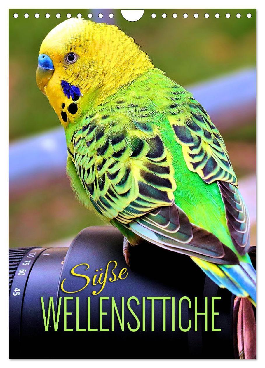 Cover: 9783435888627 | Süße Wellensittiche (Wandkalender 2025 DIN A4 hoch), CALVENDO...