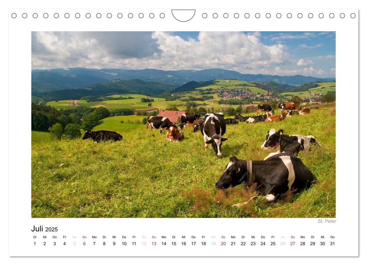 Bild: 9783435818648 | Schwarzwald 2025 (Wandkalender 2025 DIN A4 quer), CALVENDO...