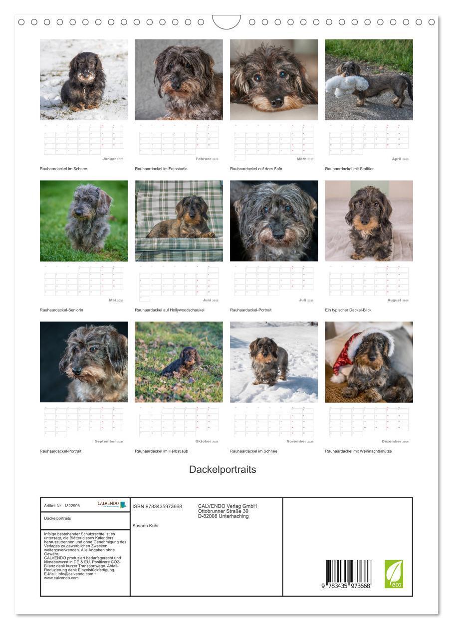 Bild: 9783435973668 | Dackelportraits (Wandkalender 2025 DIN A3 hoch), CALVENDO...