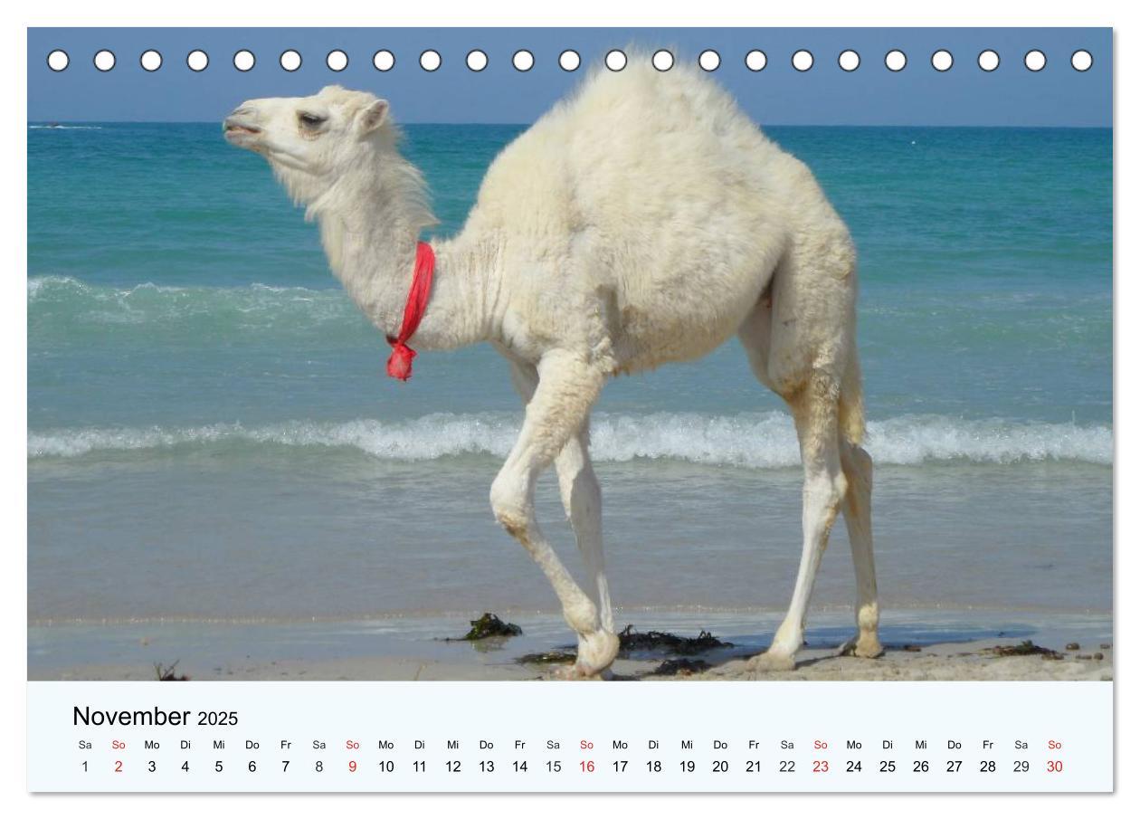 Bild: 9783435482511 | Die Kameliden. Hübsche Kamele, Lamas und Alpakas (Tischkalender...