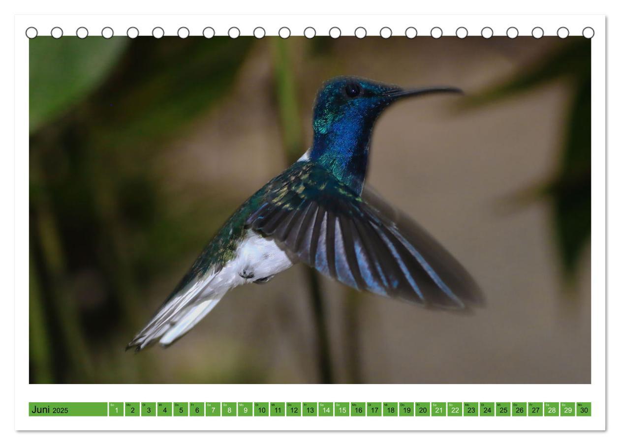 Bild: 9783435428588 | Kolibris; Anmut, Schönheit, Farben (Tischkalender 2025 DIN A5...