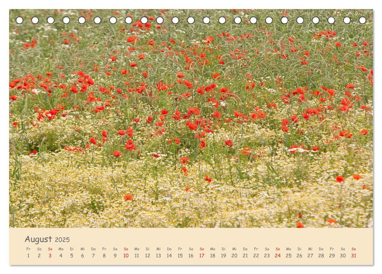 Bild: 9783435493500 | Mohnblumen - rote Schönheiten (Tischkalender 2025 DIN A5 quer),...