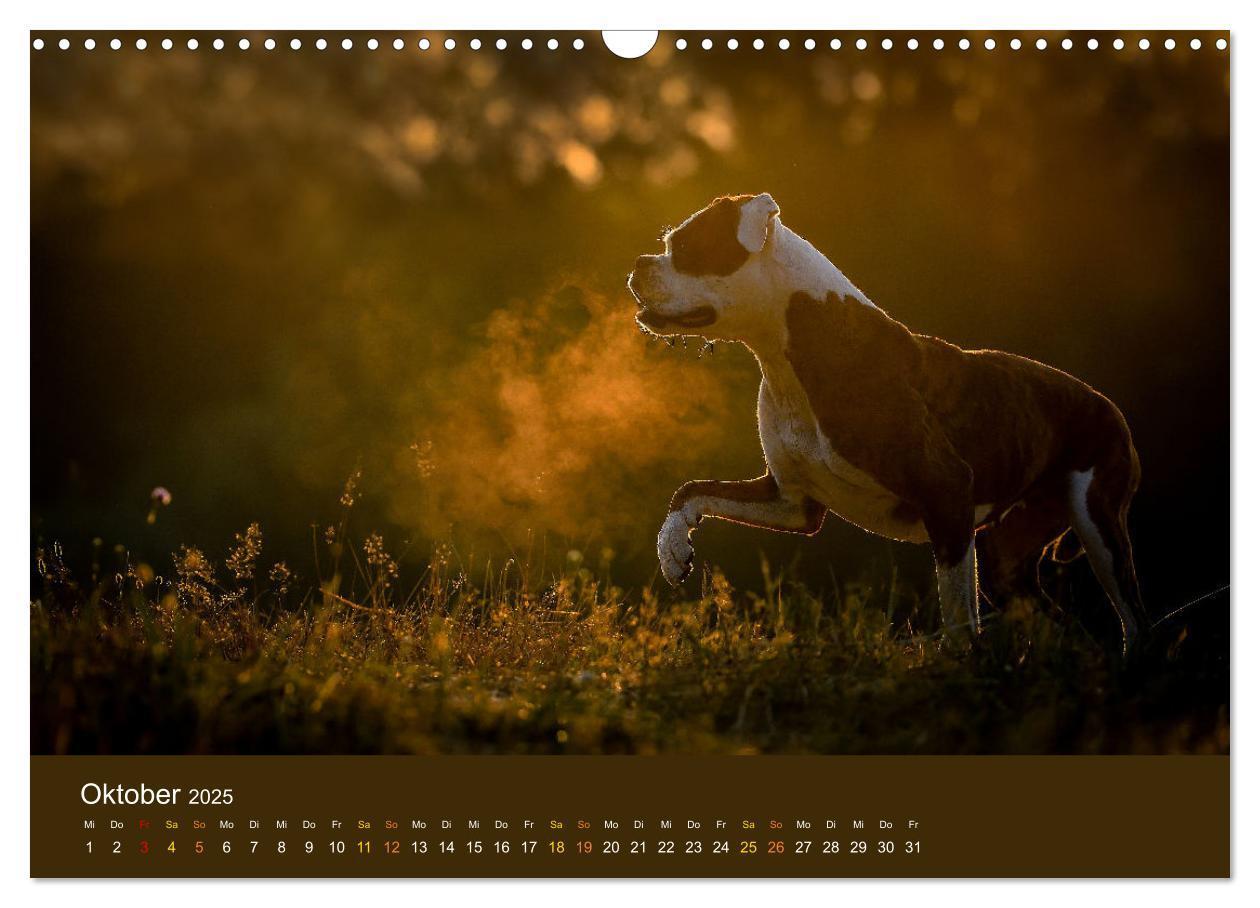 Bild: 9783383926396 | Der Boxer, der beste Hund der Welt (Wandkalender 2025 DIN A3 quer),...