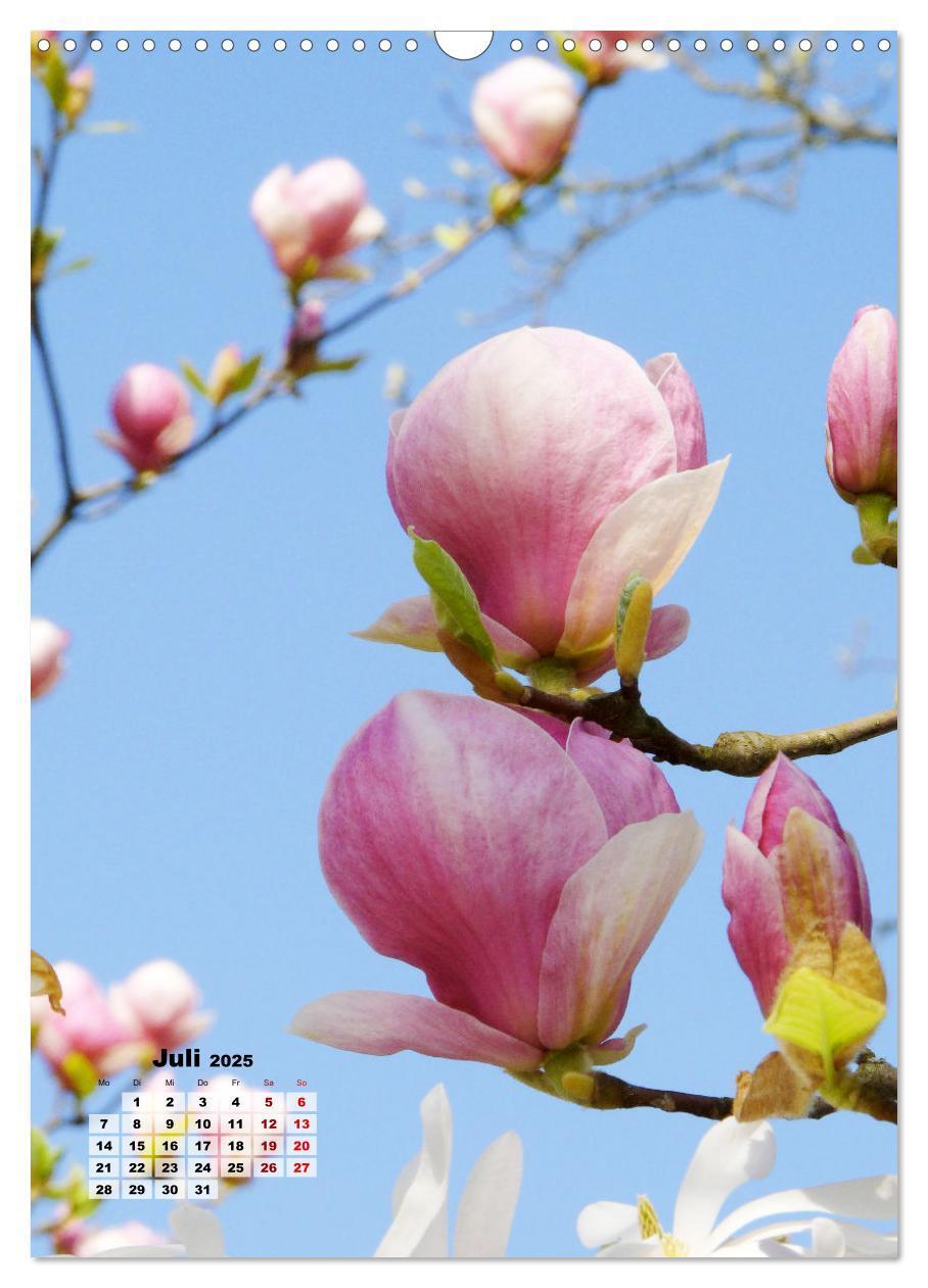 Bild: 9783435924615 | Magnolien Ein Frühlingstraum (Wandkalender 2025 DIN A3 hoch),...