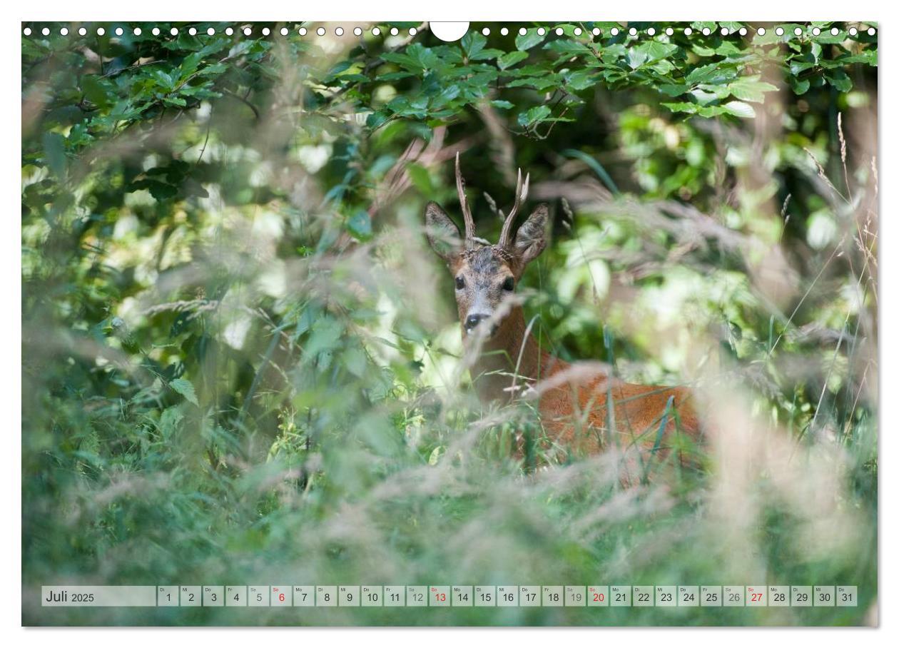 Bild: 9783435597826 | Emotionale Momente: Wild und Jagd. (Wandkalender 2025 DIN A3 quer),...