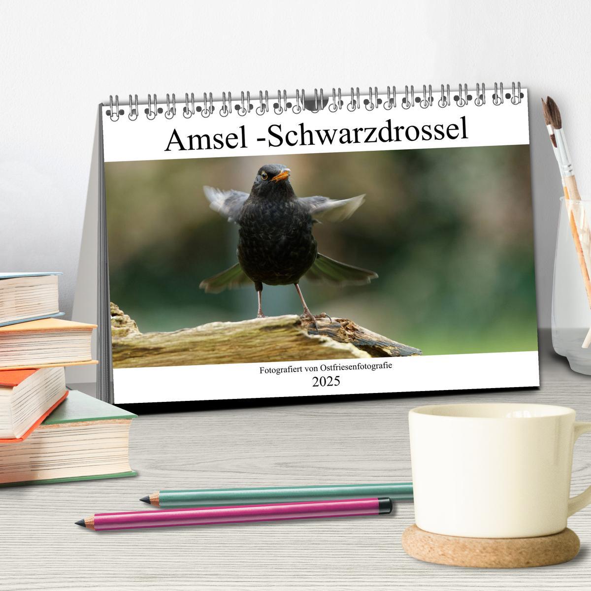 Bild: 9783435022748 | Amsel - Schwarzdrossel fotografiert von Ostfriesenfotografie...